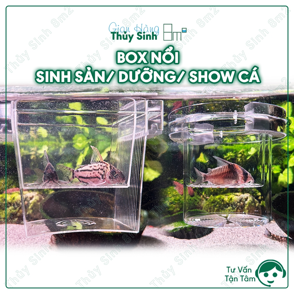 BOX NỔI 2 TẦNG SINH SẢN CÁ | BOX SHOW CÁ, DƯỠNG CÁ | 8M2 | Shopee Việt Nam