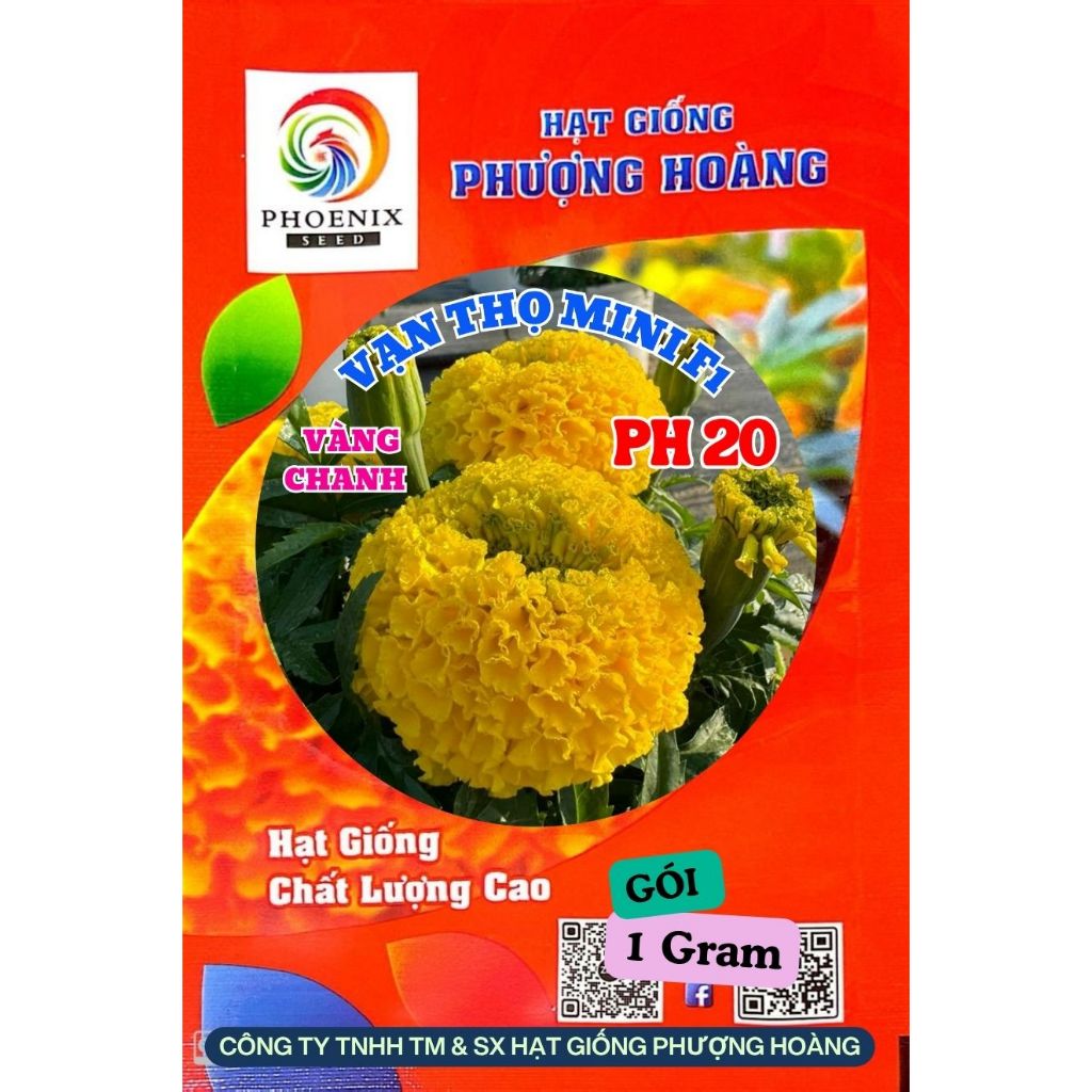 Hoa Vạn Thọ Siêu Lùn Mini PH20 Vàng Chanh Hạt Giống Phượng Hoàng