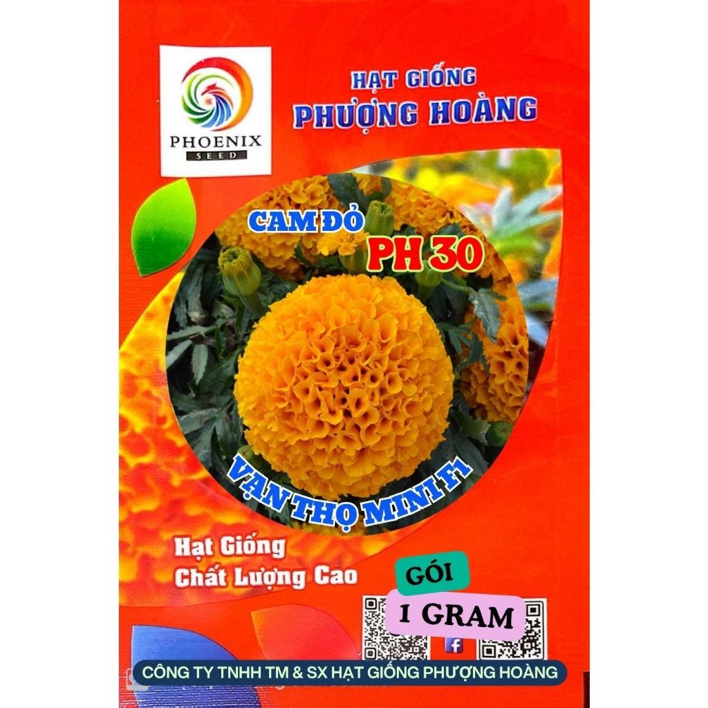 Hoa Vạn Thọ Siêu Lùn Mini PH30 Cam Đỏ Hạt Giống Phượng Hoàng