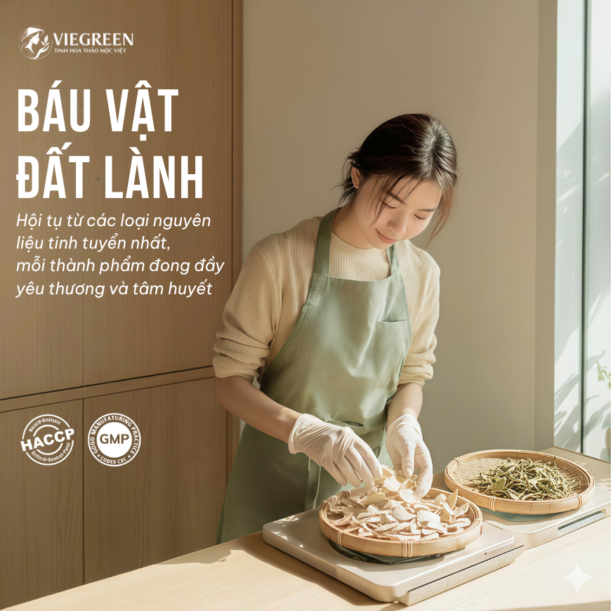 Combo 2 Trà Túi Lọc Sâm Tố Nữ + Cà Gai Leo VIEGREEN 30x5g + 50x3g, GMP HACCP