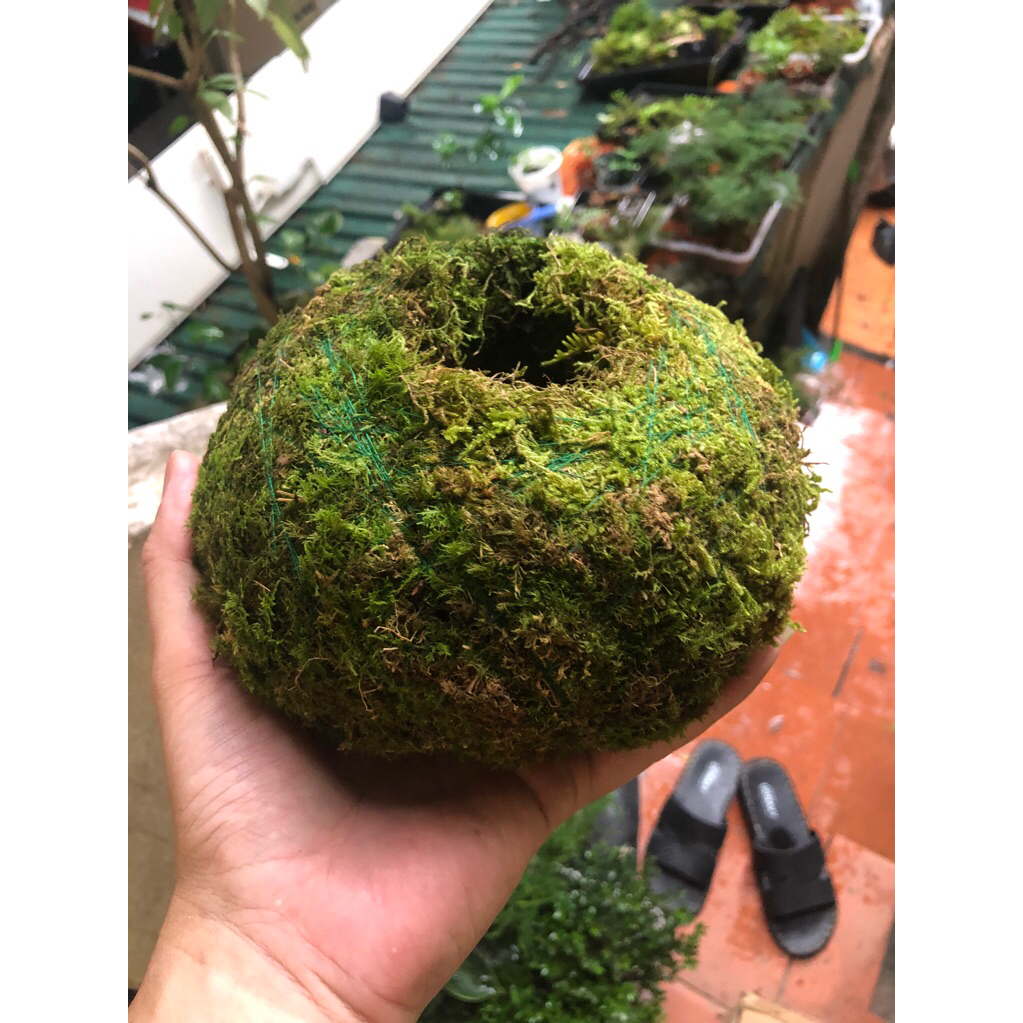 Quả cầu rêu Kokedama ,moss ball phong cách chơi Bonsai Nhật Bản, decor không gian thiên nhiên nhà bạn.