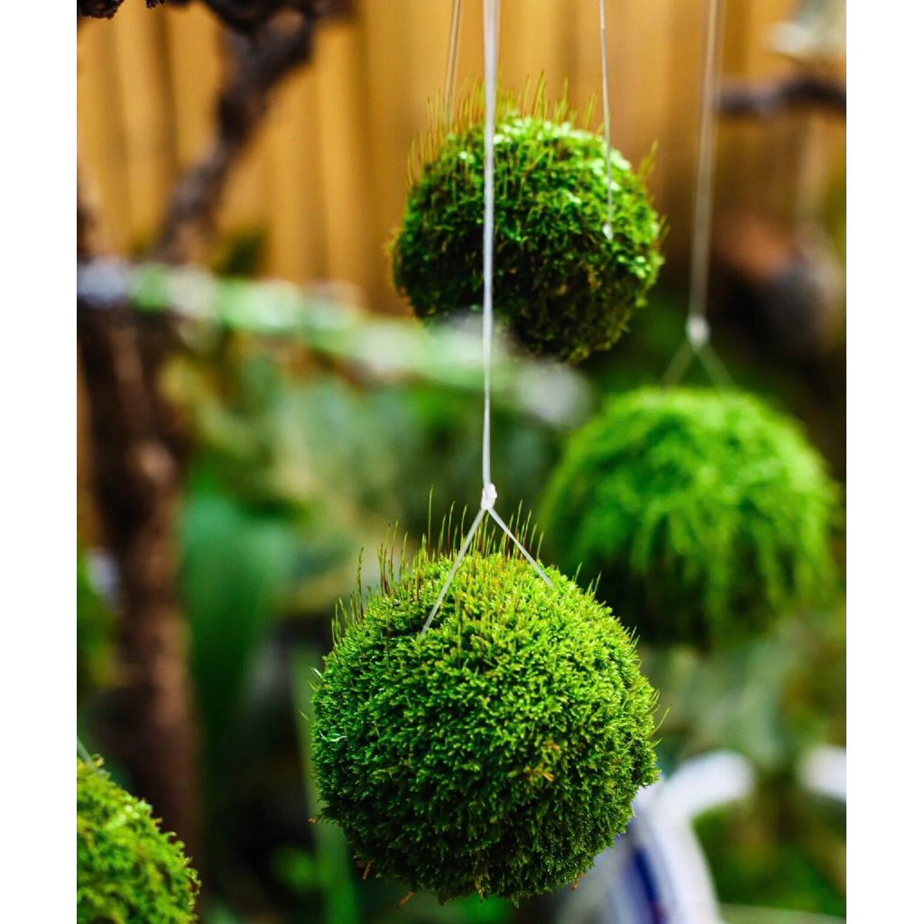 Quả cầu rêu Kokedama ,moss ball phong cách chơi Bonsai Nhật Bản, decor không gian thiên nhiên nhà bạn.