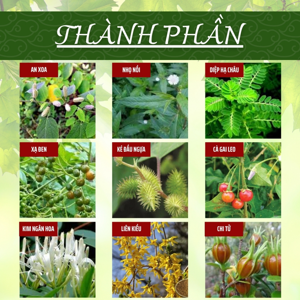 HÒA BÌNH ORGANIC - Trà Túi Lọc Cà Gai Leo - Thanh nhiệt, thanh lọc, thải độc g.a.n - Bịch 50 lọc