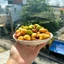 Bánh Gấu Mix 3 Vị Nhân Kem,Chùm Ngây, Socola - gói 500g túi zip