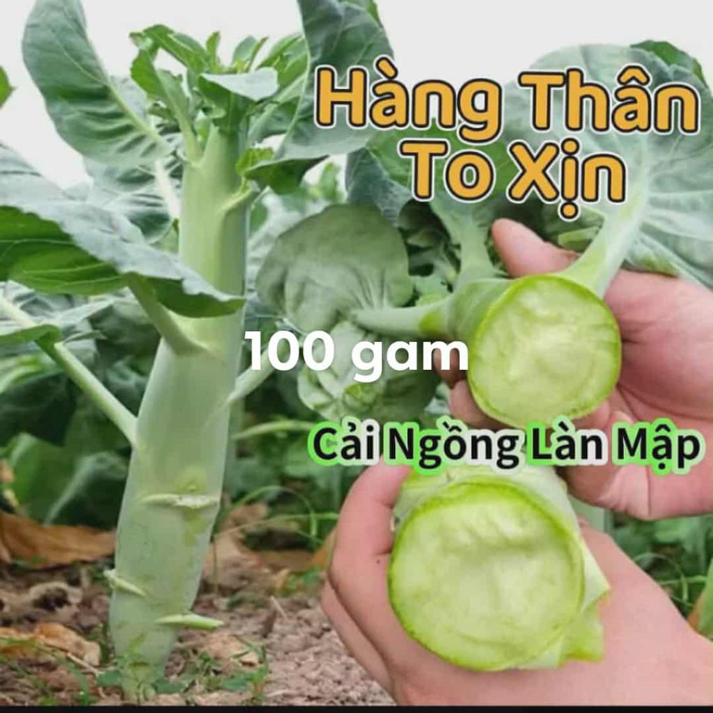 Theo Kg,Lạng Giá Sỉ Nhà Vườn Trồng Nhiều