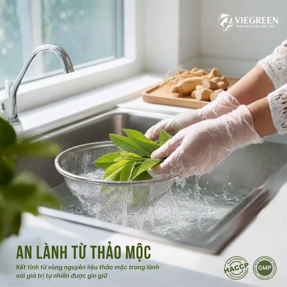 Combo 2 Trà Túi Lọc Đinh Lăng + Búp Ổi VIEGREEN 50x3g + 50x3g, GMP HACCP