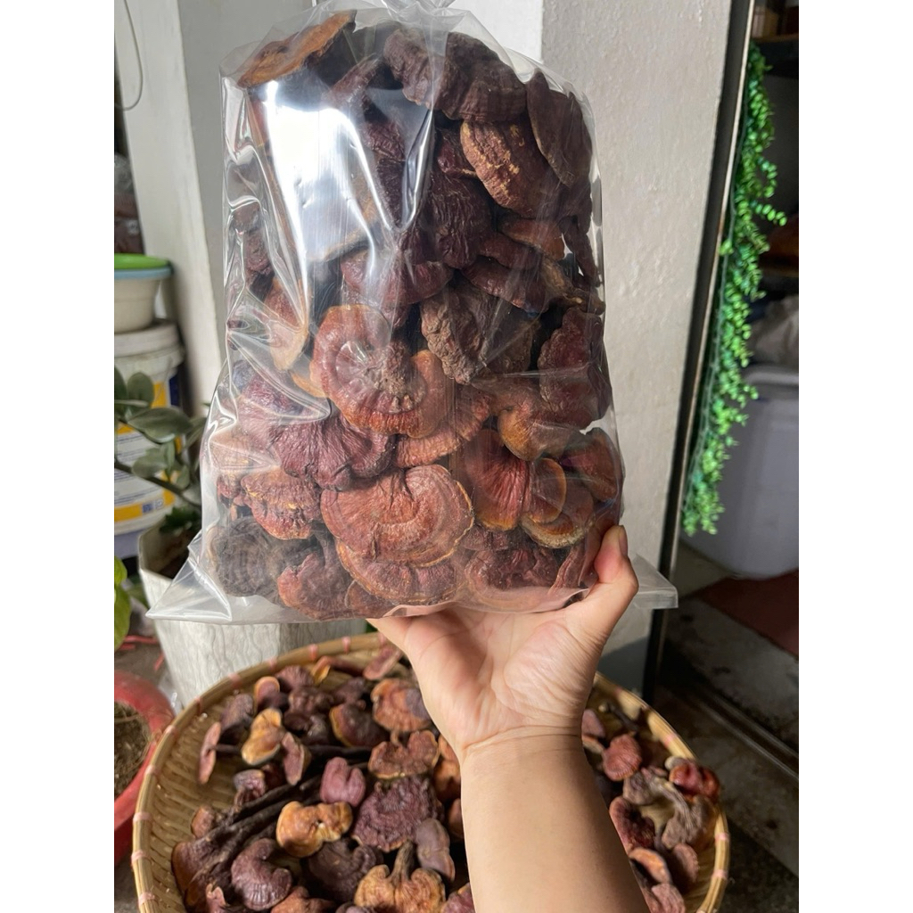 Nấm Lim Xanh Rừng Tây Bắc – Hàng Chuẩn Rừng – Loại Đẹp