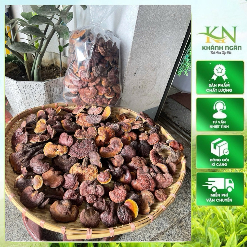 Nấm Lim Xanh Rừng Tây Bắc – Hàng Chuẩn Rừng – Loại Đẹp