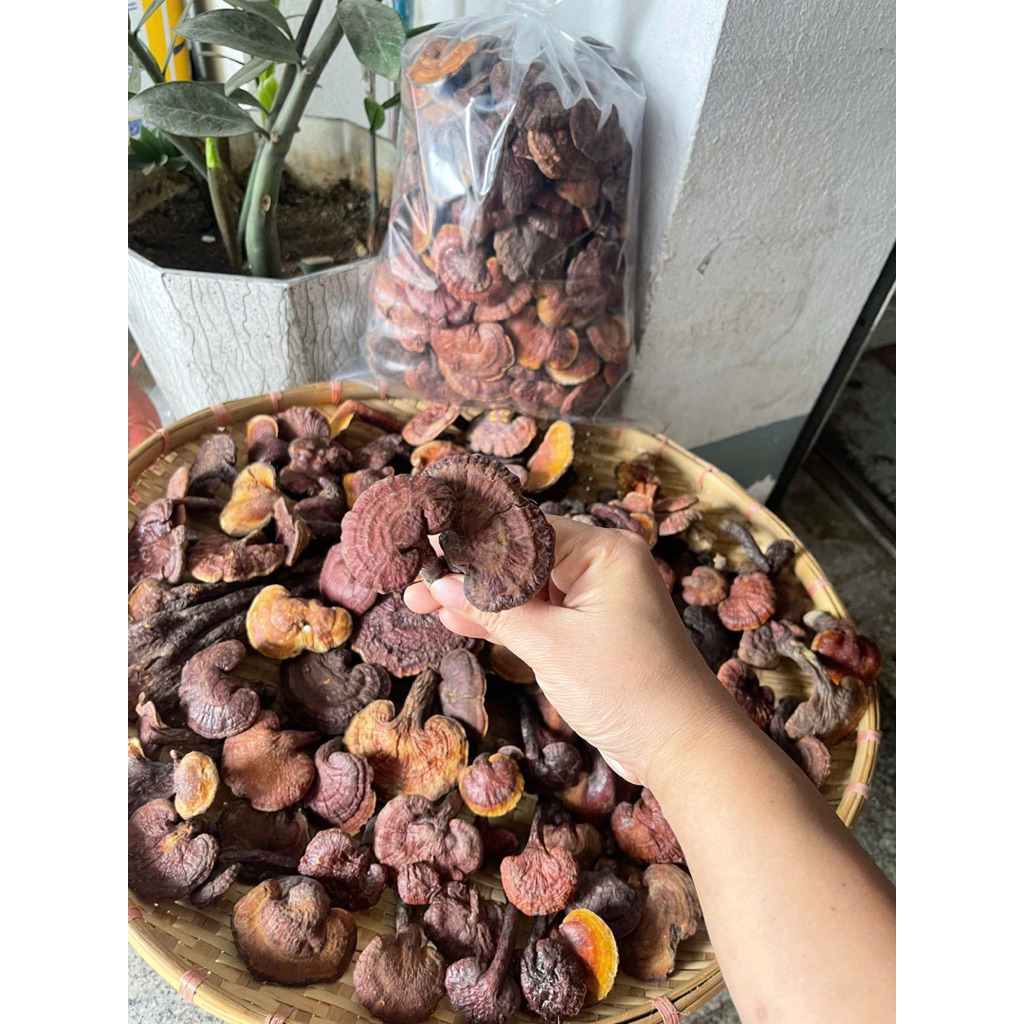 Nấm Lim Xanh Rừng Tây Bắc – Hàng Chuẩn Rừng – Loại Đẹp
