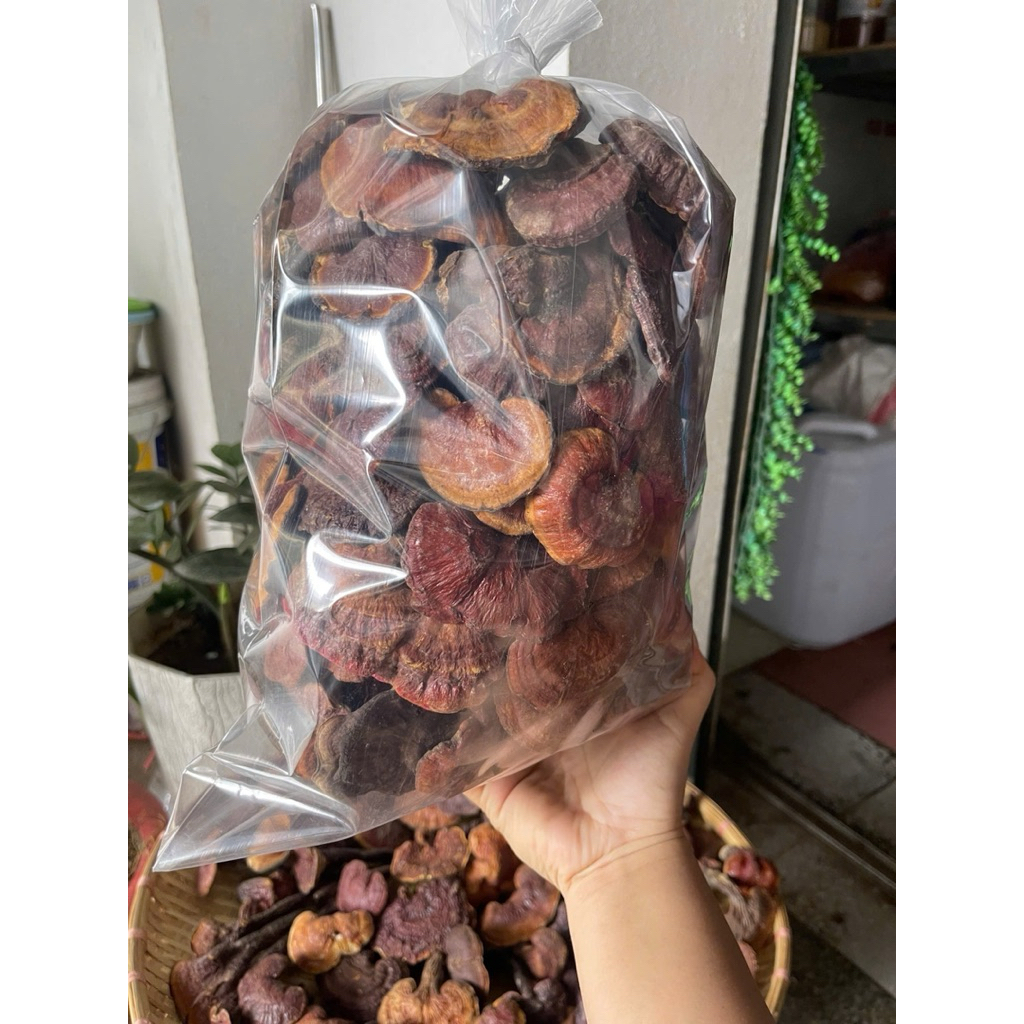 Nấm Lim Xanh Rừng Tây Bắc – Hàng Chuẩn Rừng – Loại Đẹp