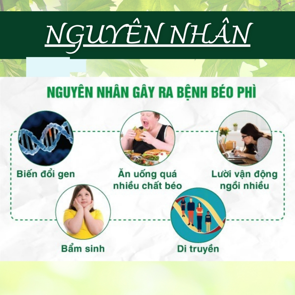 HÒA BÌNH ORGANIC - Trà Túi Lọc Lá Ổi - Thanh nhiệt, thanh lọc, Giảm cân - Bịch 50 lọc
