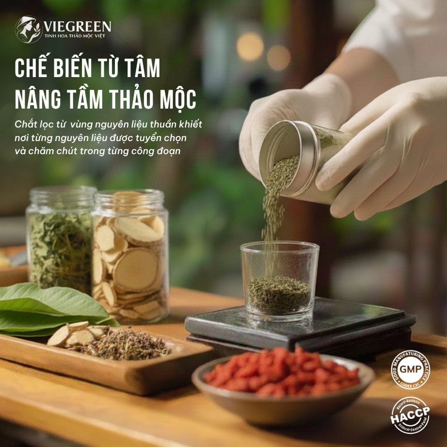 Combo 3 Trà Túi Lọc Sâm Tố Nữ + Búp Ổi + Cà Gai Leo VIEGREEN 30x5g + 50x3g + 50x3g, GMP HACCP