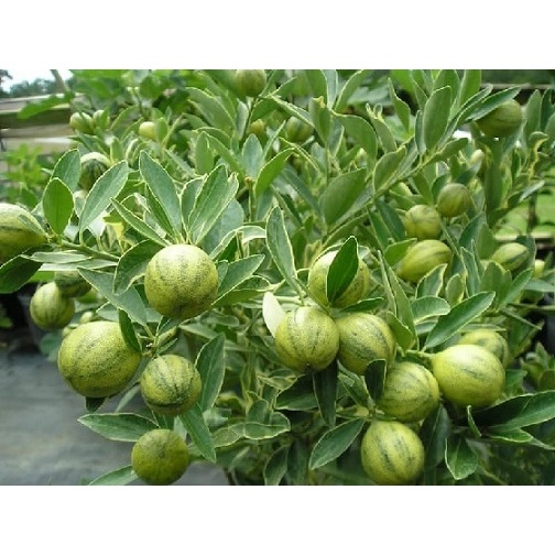 Cây Tắc Cẩm Thạch Sẵn Trái KimBioFarm - Chuẩn Giống, Sẵn Trái, Dễ Trồng
