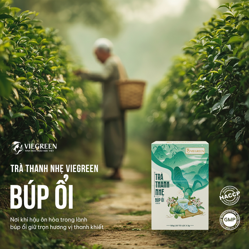 Combo 2 Hộp Trà Túi Lọc Búp Ổi 25% VIEGREEN Thanh Nhẹ 50 Túi x 3g, Lá Sả, Không Đường, GMP HACCP