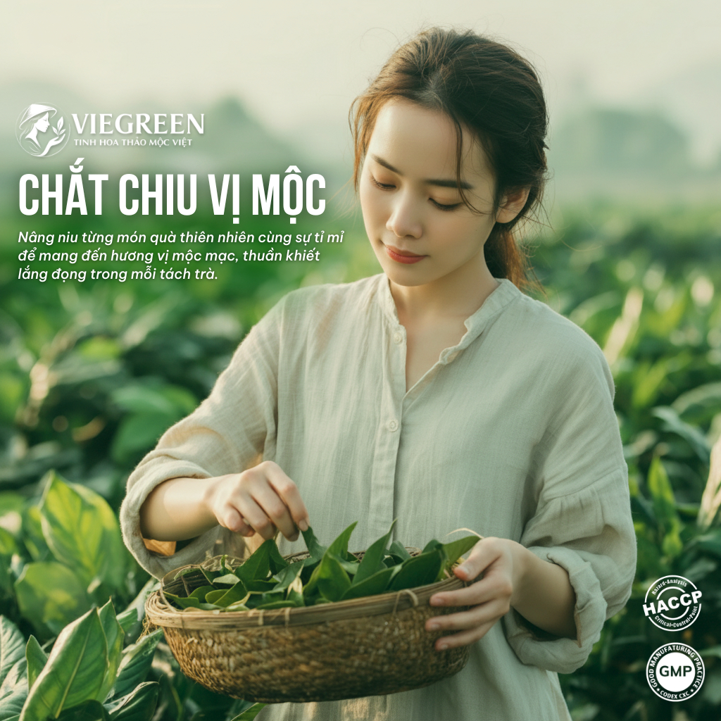 Combo 2 Hộp Trà Túi Lọc Cà Gai Leo VIEGREEN Mộc Sạch 33% 50 Túi x 3g, Không Đường, Mát Gan, GMP HACCP