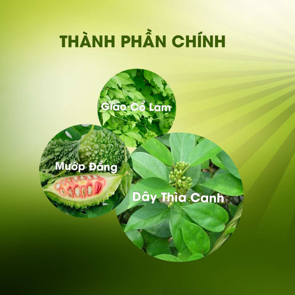 Trà Dây Thìa Canh túi lọc hộp 150gr giúp Ổn định đường huyết