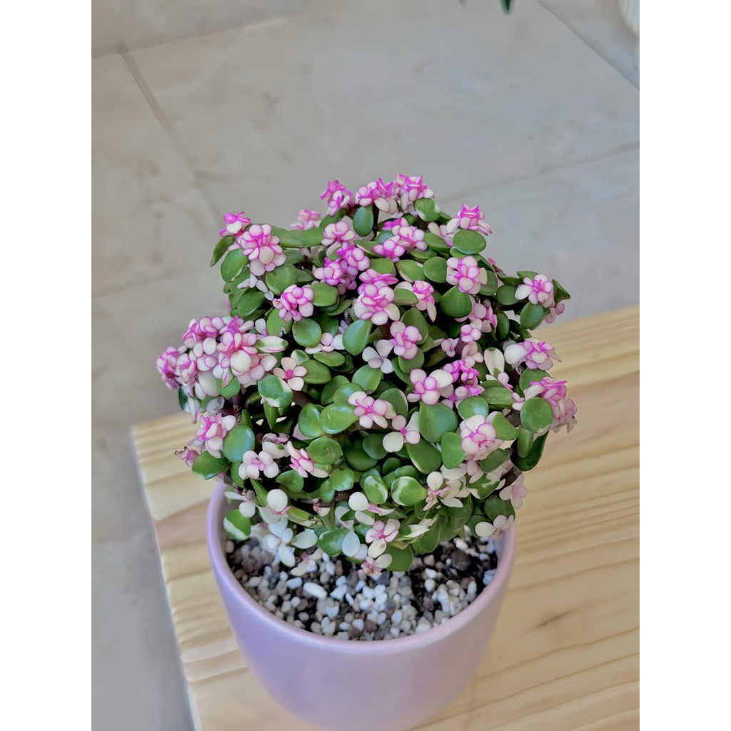 Sen đá đola hồng gốc thụ để bàn- Quà tặng 20/10-20/11, tặng bạn bè, người yêu, quà tặng doanh nghiệp