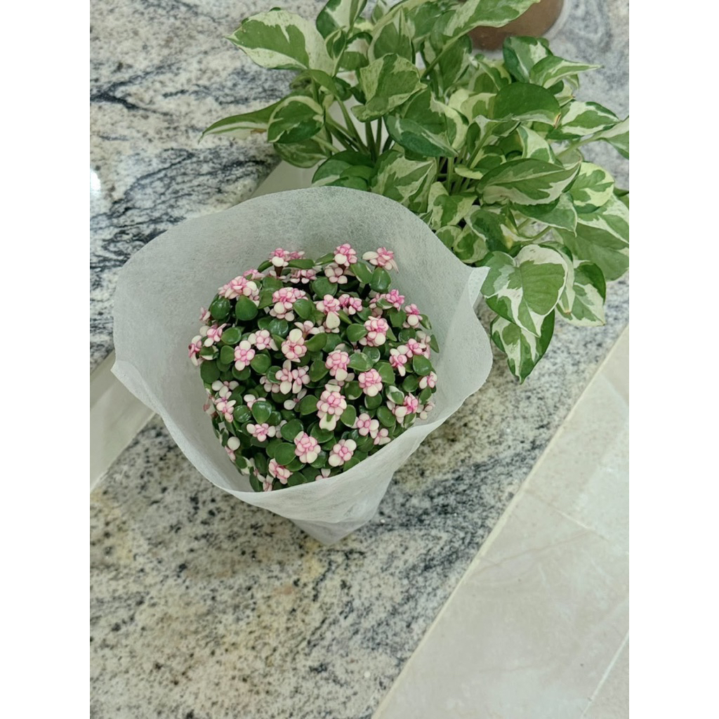 Sen đá đola hồng gốc thụ để bàn- Quà tặng 20/10-20/11, tặng bạn bè, người yêu, quà tặng doanh nghiệp