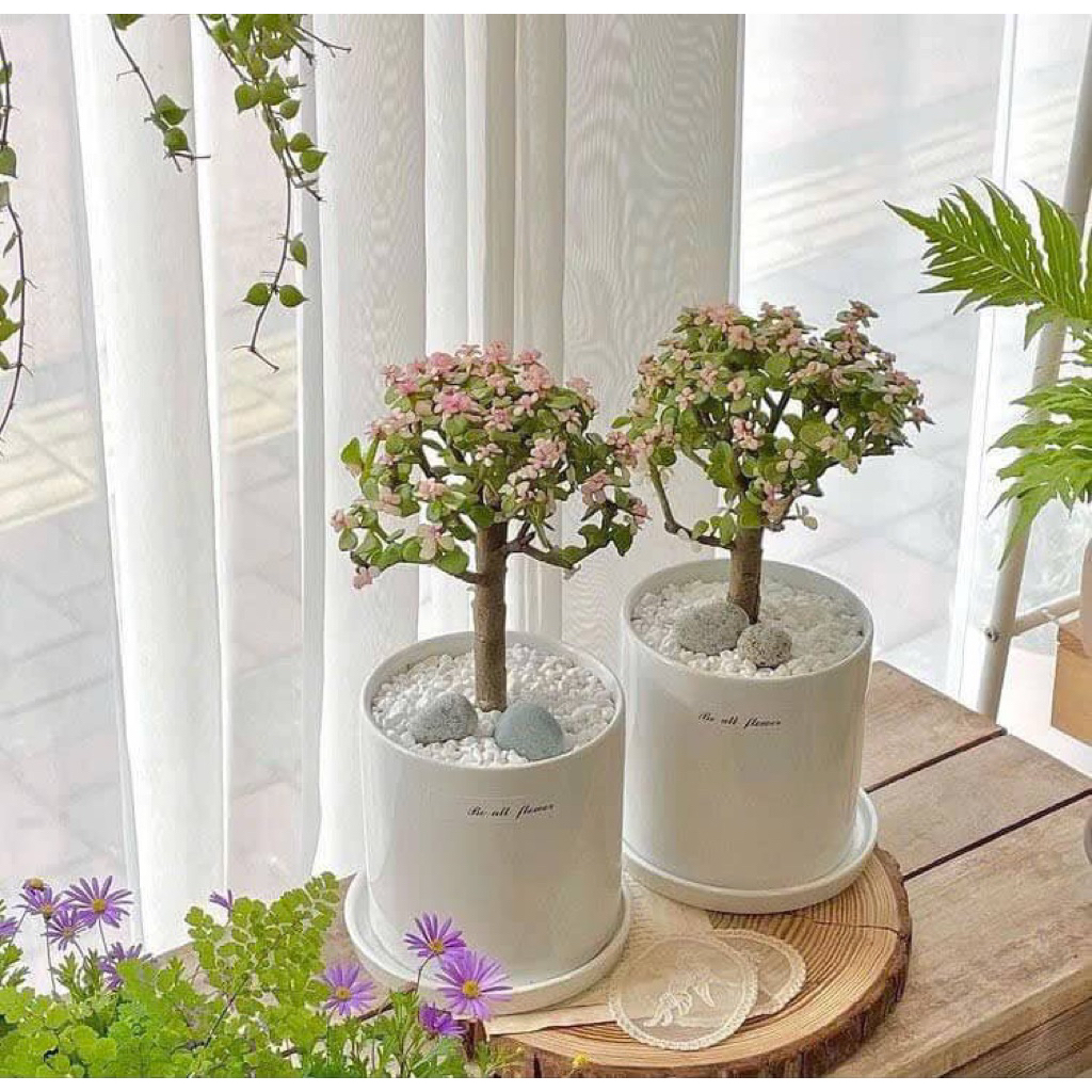 Sen đá đola hồng gốc thụ để bàn- Quà tặng 20/10-20/11, tặng bạn bè, người yêu, quà tặng doanh nghiệp