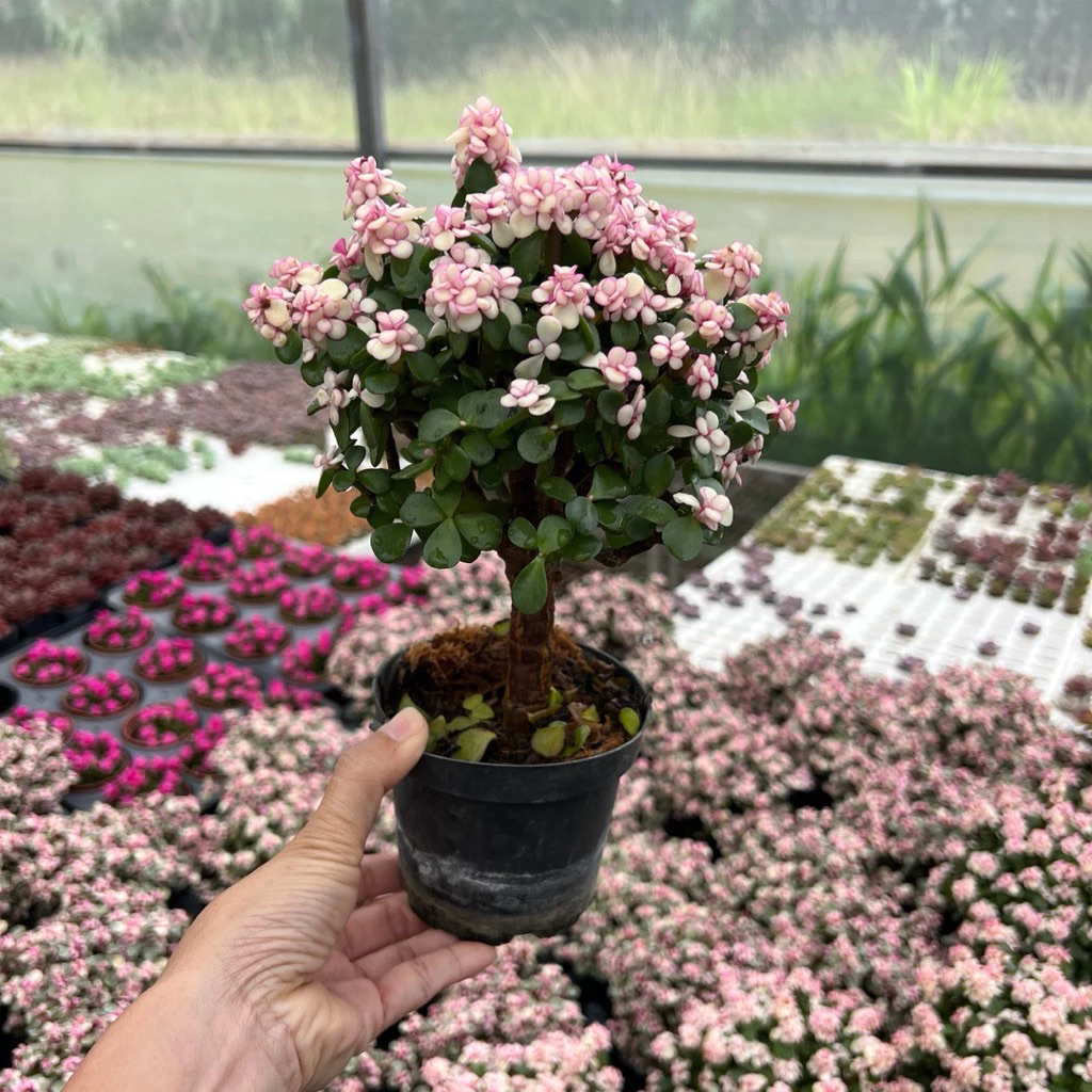 Sen đá đola hồng gốc thụ để bàn- Quà tặng 20/10-20/11, tặng bạn bè, người yêu, quà tặng doanh nghiệp