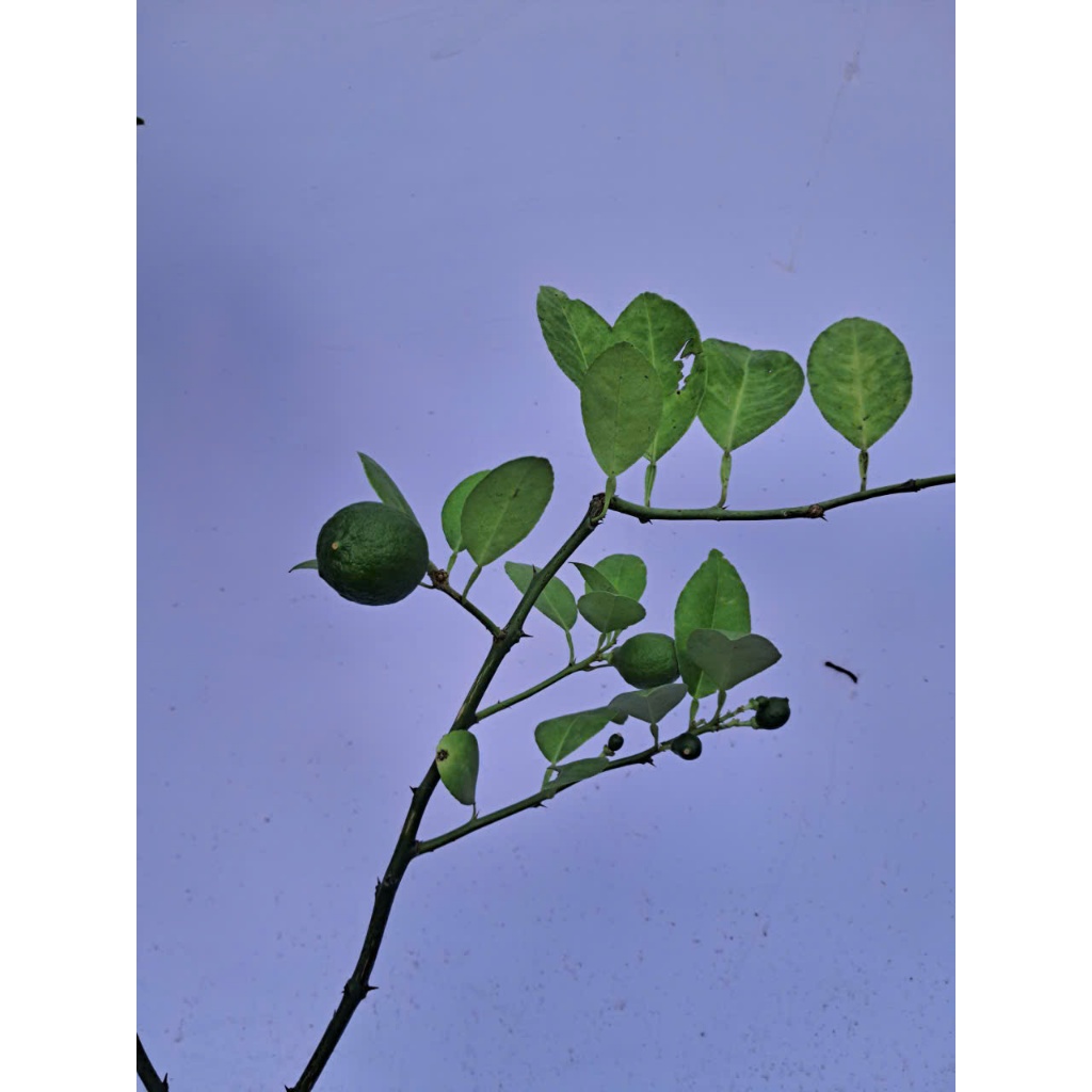 Cây Chanh Giấy Chuẩn Giống F1, Lá Thơm, Dế Trồng, Nhanh Cho Trái