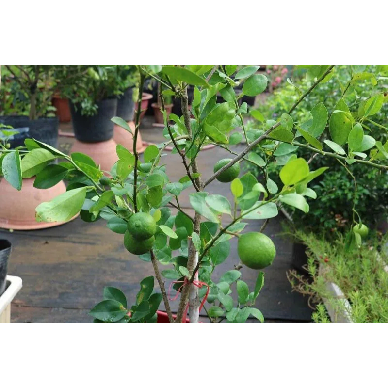 Cây Chanh Giấy Chuẩn Giống F1, Lá Thơm, Dế Trồng, Nhanh Cho Trái