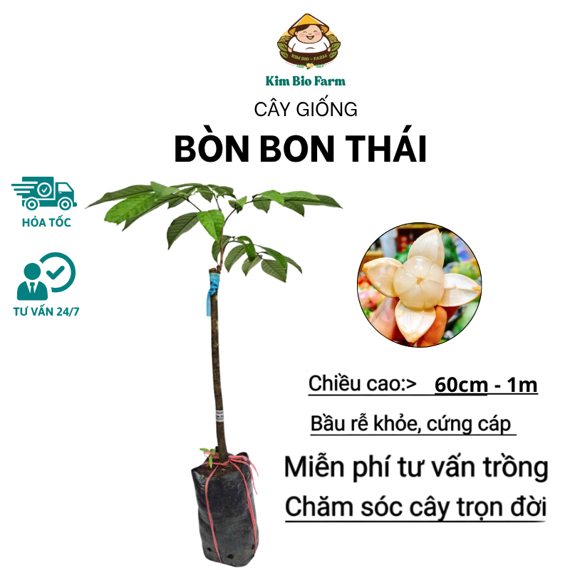 Cây Bòn Bon Thái – Giống Ngọt Thanh, Dễ Trồng, Cho Trái Nhiều, Chuẩn Giống