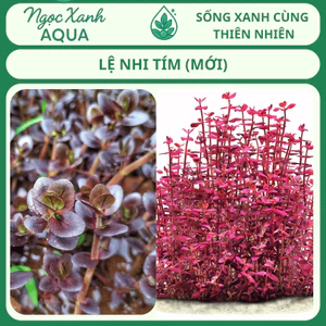 Cây thủy sinh Lệ Nhi Tím – Bacopa salzmannii ‘Purple’ – Ngọc Xanh Aqua