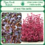 50 Loại Cây Thuỷ Sinh Cắt Cắm – Tự Chọn Từng Loại – Ngọc Xanh AQUA