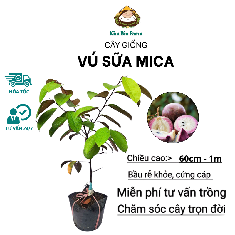 Cây Vú Sữa Mica – Giống Thái Cho Trái To, Ngọt Thanh, Dễ Trồng, Năng Suất Cao
