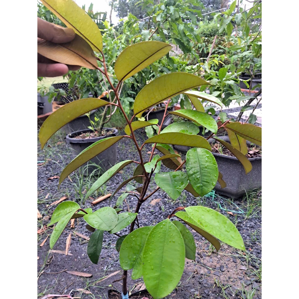 Cây Vú Sữa Mica – Giống Thái Cho Trái To, Ngọt Thanh, Dễ Trồng, Năng Suất Cao