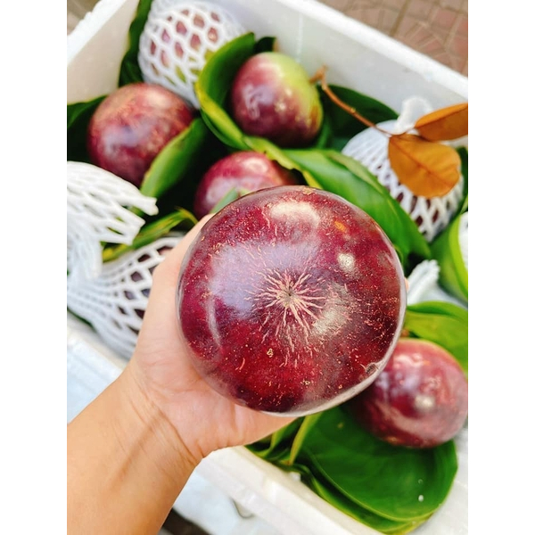 Cây Vú Sữa Mica – Giống Thái Cho Trái To, Ngọt Thanh, Dễ Trồng, Năng Suất Cao