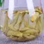Trà Shan Tuyết Cổ Thụ Bạch Trà 80g – Trà Trắng Cao Cấp, Hương Dịu Mát Tự Nhiên