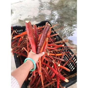 Sâm Cau Đỏ Rừng Tây Bắc , Đặc Sản Tự Nhiên, Rửa Sạch Hút Chân Không, Nguyên Củ