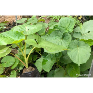 cây dổi đất ăn lá