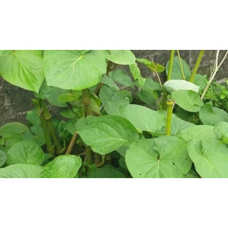 cây dổi đất ăn lá