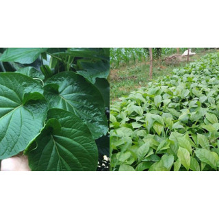 cây dổi đất ăn lá