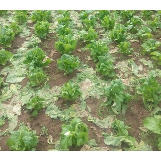 CẢI SAPA  - Hạt giống cải Mầm Đá SaPa - giống thu của bà con chuẩn hàng