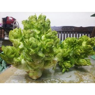 CẢI SAPA  - Hạt giống cải Mầm Đá SaPa - giống thu của bà con chuẩn hàng