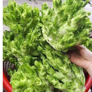 CẢI SAPA - Hạt giống cải Mầm Đá SaPa - giống thu của bà con chuẩn hàng