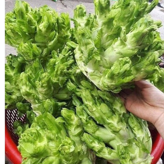 CẢI SAPA  - Hạt giống cải Mầm Đá SaPa - giống thu của bà con chuẩn hàng