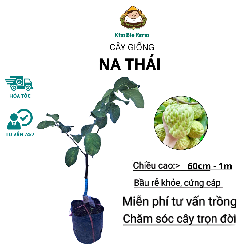Cây Na Thái Chuẩn Giống F1, Nhanh Ra Trái, Khỏe Mạnh, Nhanh Ra Trai