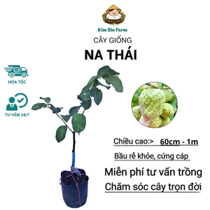 Cây Na Thái Chuẩn Giống F1, Nhanh Ra Trái, Khỏe Mạnh, Nhanh Ra Trai