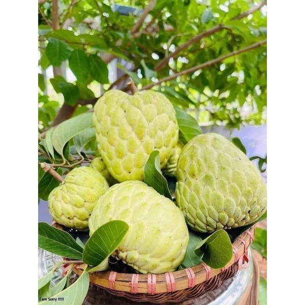 Cây Na Thái Chuẩn Giống F1, Nhanh Ra Trái, Khỏe Mạnh, Nhanh Ra Trai