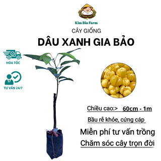 Cây Dâu Xanh Gia Bảo Chuẩn Giống, Nhanh Trái, Khỏe Mạnh