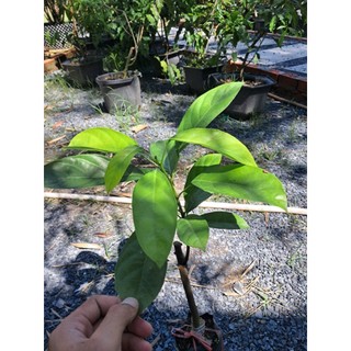 Cây Dâu Xanh Gia Bảo Chuẩn Giống, Nhanh Trái, Khỏe Mạnh