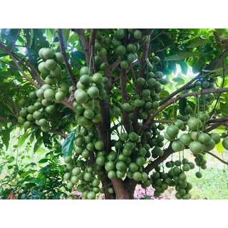 Cây Dâu Xanh Gia Bảo Chuẩn Giống, Nhanh Trái, Khỏe Mạnh