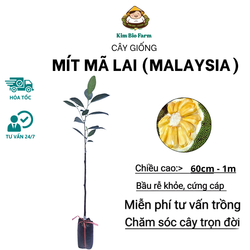 Cây Giống Mít Mã Lai (Malaysia) Chuẩn Giống Nhanh Ra Trái Khỏe Mạnh