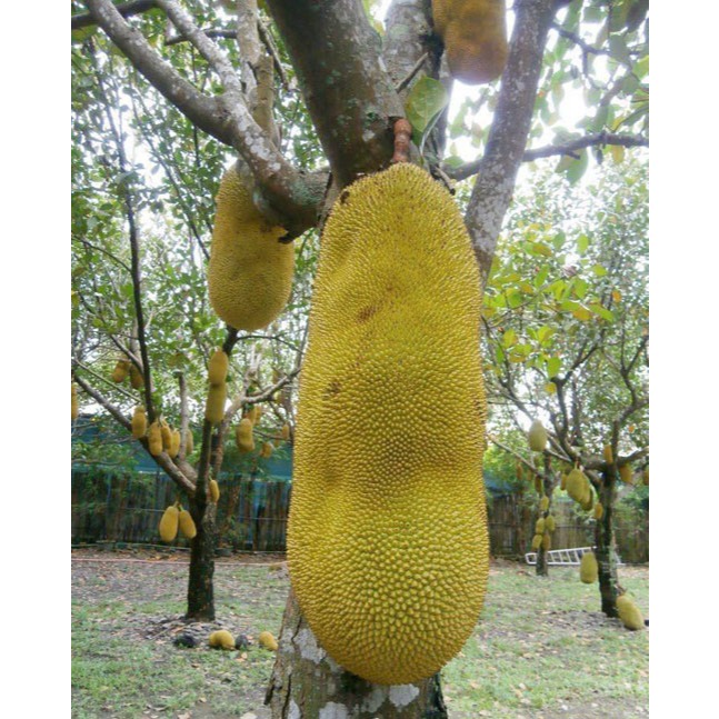 Cây Giống Mít Mã Lai (Malaysia) Chuẩn Giống Nhanh Ra Trái Khỏe Mạnh