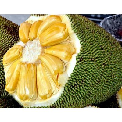 Cây Giống Mít Mã Lai (Malaysia) Chuẩn Giống Nhanh Ra Trái Khỏe Mạnh